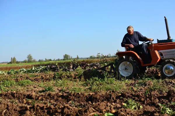 Kırsal alanda sonbaharda patates tarlasına kadar mini traktör. Güneşli bir günde kırsalda patates toplayan küçük bir traktör. Yaşlı adam traktör sürüyor ve patates tarlasına bakıyor.