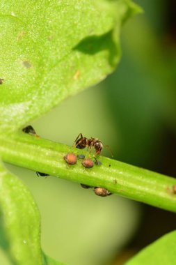 Karınca ve böcekler yeşil bitkinin üzerinde yürüyor. Makroyu kapat.