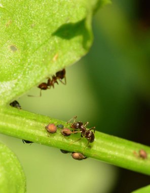 Karınca ve böcekler yeşil bitkinin üzerinde yürüyor. Makroyu kapat.