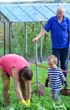 Torun, büyükbabamların çiftlikte sebze toplamasına yardım ediyor. Oğlan ve büyükannem sebze bahçelerinde birlikte çalışıyorlar. Büyükbabam izliyor..