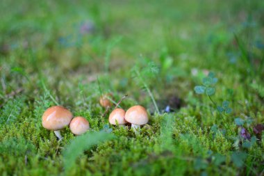 Yeşil yosun içinde büyüyen küçük parlak mantarlar suillus luteus yakın görüş. Büyüyen sihirli mantarlar