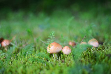 Yeşil yosun içinde büyüyen küçük parlak mantarlar suillus luteus yakın görüş. Büyüyen sihirli mantarlar