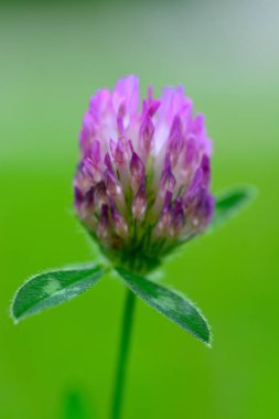 Trifolium pratense kırmızı yonca çiçek makro yakın plan yeşil arkaplan soyut görünüm