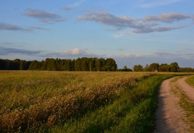 Nadiren kullanılan kır yolu sol tarafında karabuğday tarlası ve gün batımında uzun gölgeli ağaçlar var..