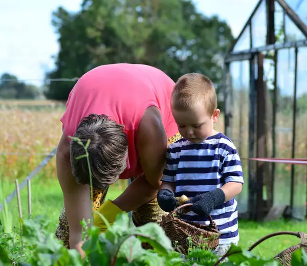 Torun, büyükannenin çiftlikte sebze toplamasına yardım ediyor. Oğlan ve büyükannem sebze bahçelerinde birlikte çalışıyorlar..