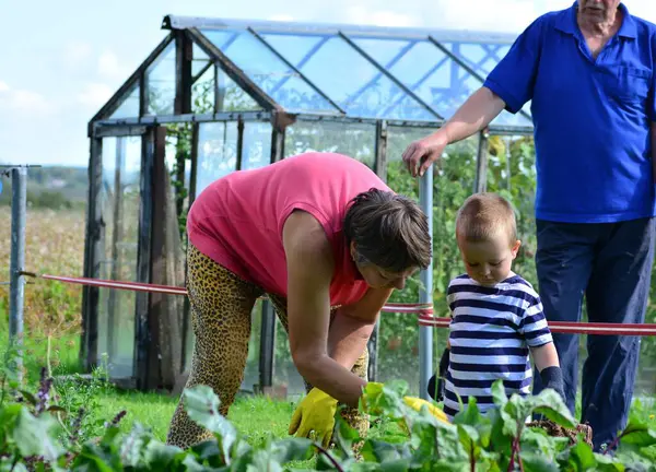 Torun, büyükbabamların çiftlikte sebze toplamasına yardım ediyor. Oğlan ve büyükannem sebze bahçelerinde birlikte çalışıyorlar. Büyükbabam izliyor..