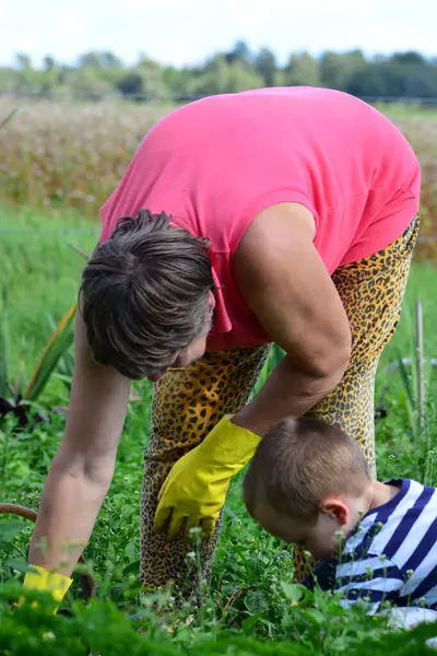 Torun, büyükannenin çiftlikte sebze toplamasına yardım ediyor. Oğlan ve büyükannem sebze bahçelerinde birlikte çalışıyorlar..
