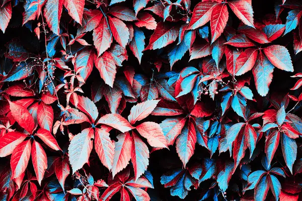 Partenocissus vitacea çalılık sarmaşık bitkisi, duvarın arka planındaki neon mavisi filtre renklerini kapatır.