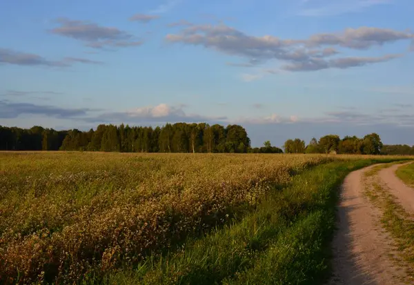 Nadiren kullanılan kır yolu sol tarafında karabuğday tarlası ve gün batımında uzun gölgeli ağaçlar var..