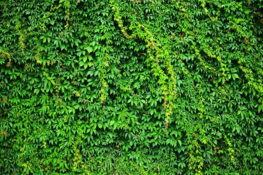 Arka planda bir Virginia sürüngeni. Soyut bir arka planda büyüyen bitki. Yeşil çiçek duvarı..