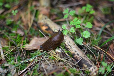 Kara sümüklüböceği kendi doğal ortamında. Eski yapraklar ve dallarla dolu bir zeminde büyük kahverengi bir kara sümüklüböceği. Ormandaki Gastropod yumuşakçaları.