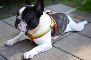 Tatlı siyah beyaz Fransız buldoğu kırsalda bir yerde yatıyor..