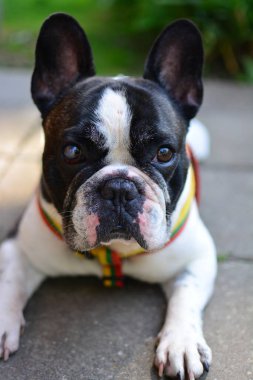 Tatlı siyah beyaz Fransız buldoğu kırsalda bir yerde yatıyor..