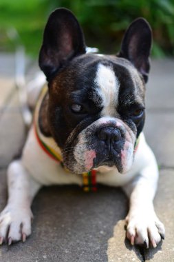 Tatlı siyah beyaz Fransız buldoğu kırsalda bir yerde yatıyor..