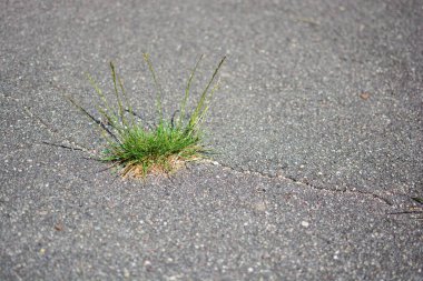 Çimenler asfalt çatlağından büyüyor. Çatlak betonda ot yetişiyor..