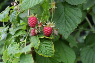 Çalılıklarda yetişen kırmızı ahududular. Sulu olgun böğürtlenler, yaprakların yanında asılı..