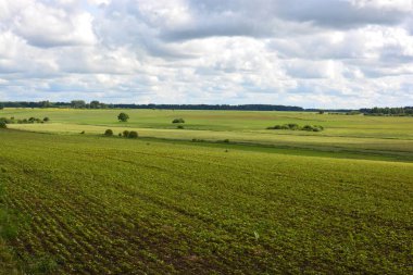 Tarlada bitki yetiştirmek. Uzakta çalılar ve ağaçlar var. Mavi bulutlu gökyüzü.