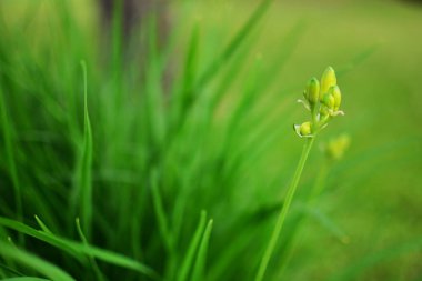 Gün Lily Hemerocallis çiçeği çiçek açmaya başlıyor. Uzakta yeşil çimenler.
