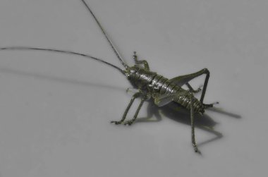 Bir cırcır böceğinin ya da çekirgenin pürüzsüz bir yüzeyde çekilmiş siyah beyaz makro fotoğrafı. Böcek uzun antenlerle detaylandırılmış, keskin gölgelerle çarpıcı bir şekilde yakalanmış..