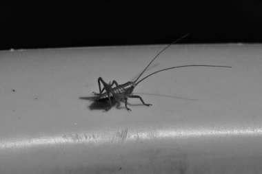 Bir cırcır böceğinin ya da çekirgenin pürüzsüz bir yüzeyde çekilmiş siyah beyaz makro fotoğrafı. Böcek uzun antenlerle detaylandırılmış, keskin gölgelerle çarpıcı bir şekilde yakalanmış..