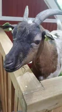 Evcil hayvan çiftliğinde ya da evcil hayvan çiftliğinde kapalı bir yerde duran kahverengi keçi. Keçi kafasının detaylı kürk dokusunu, sakin ifadeyi ve doğal çevreyi gösteren yakın plan görüntüsü..