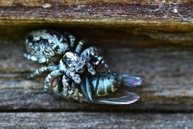 Zıplayan bir örümcek olan Salticidae 'nin yakın çekim makrosu tahta bir yüzey üzerinde bir sineği yakalıyor. Keskin dokuları, doğal davranışları ve dramatik sahneleri gösteren yırtıcı hayvan anının ayrıntılı görüntüsü..