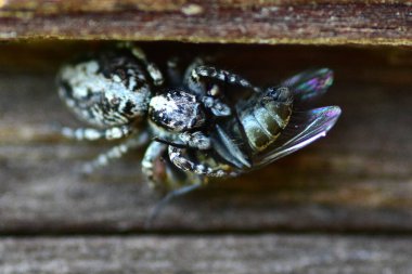 Zıplayan bir örümcek olan Salticidae 'nin yakın çekim makrosu tahta bir yüzey üzerinde bir sineği yakalıyor. Keskin dokuları, doğal davranışları ve dramatik sahneleri gösteren yırtıcı hayvan anının ayrıntılı görüntüsü..