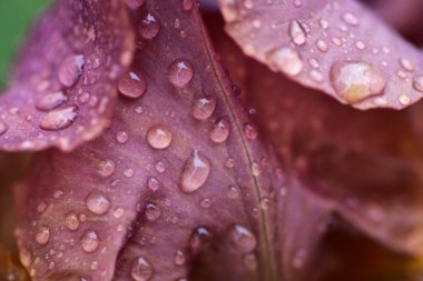 Yağmurlu su damlacıklarıyla kırmızı kahverengi Peony Flower. Soyut yağmur damlalı pembe şakayık yaprağı.