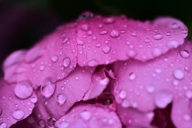 Pembe şakayık çiçeği ve yağmur damlacıkları. Soyut yağmur damlalı mor şakayık çiçeği yaprağı.