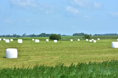 Çayıra sarılmış saman balyaları. Kırsal alanda beyaz plastiğe sarılı saman balyalarıyla dolu bir tarla. Etrafta dolaşan bir kaç leylek.