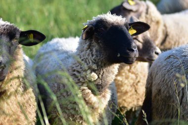 Küçük koyun sürüsü yeşil bir çayırda birlikte otluyor. Doğal ortamında yünlü çiftlik hayvanlarıyla huzurlu kırsal bir manzara. Tarım, kırsal yaşam ve çiftlik hayvancılığı kavramı.