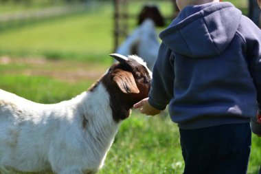 Küçük çocuk, güneşli bir günde çiftlikte bir keçiyi nazikçe okşuyor. Samimi ve iç açıcı kırsal anlar çocuklar ve hayvanlar arasındaki bağlantıyı gösteriyor. Doğa, çocukluk ve çiftlik hayatı kavramı.
