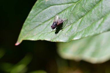 Canlı yeşil bir yaprağın üzerinde dinlenen bir sineğin (Musca domestica) makro yakın çekimi. Böcek vücudunun, kanatlarının ve gözlerinin detaylı görüntüsü. Doğa, haşere kontrolü ve böcek gözlemi kavramı.