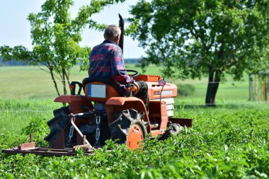 Turuncu traktörde kıdemli çiftçi yemyeşil tarlada mahsul yetiştiriyor. Kırsal bölgede yaz tarım işi. Gelenek, emek ve doğa sahnesi.