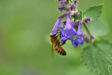 Mor bir çiçekte bal arısı. Yakından bak.