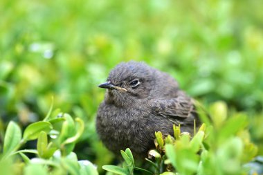 Yeşillik çimenlerde dinlenen genç bir kuşun yakın çekimi. Yumuşak doğal ışığa yakalanan tüylü yavru kuş huzurlu ve samimi bir doğa anı yaratıyor..