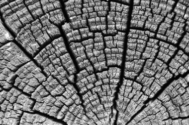 Yıllık görünen büyüme halkaları ve çatlaklarıyla eski ağaç gövdesi kesitinin detaylı görüntüleri, zaman geçişini, doğa dokusunu ve güneş ışığındaki doğal ahşap deseni sembolize ediyor..