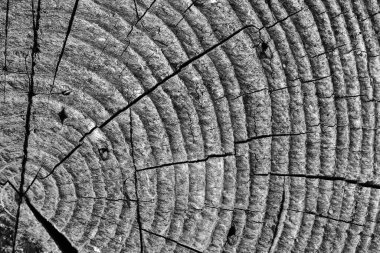 Yıllık görünen büyüme halkaları ve çatlaklarıyla eski ağaç gövdesi kesitinin detaylı görüntüleri, zaman geçişini, doğa dokusunu ve güneş ışığındaki doğal ahşap deseni sembolize ediyor..