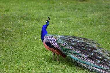 Yanardöner mavi ve yeşil tüylü canlı erkek tavus kuşu çimlerin üzerinde duruyor ve güzel uzun kuyruk tüylerini sergiliyor. Bahçedeki güzellik, gurur ve egzotik yaban hayatının sembolü..