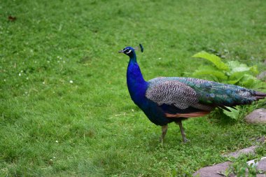 Parıldayan mavi ve yeşil tüyleriyle yemyeşil çimlerin üzerinde duran erkek tavus kuşu. Doğal ortamdaki görkemli kuş, güzelliği, gururu ve zarafeti simgeliyor..