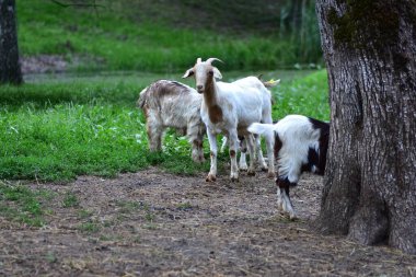 Birkaç keçi yeşil bir çayırda bir ağacın yanında yürüyor ve otluyor. Evcil hayvanların doğal davranışlarını ve sosyal etkileşimlerini gösteren huzurlu çiftlik hayatı anı.