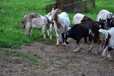 Mor kollu bir çocuk eli, benekli bir tavşanı tel örgülerin içinden yaprakla besliyor. Tatlı çiftlik anı hayvanlarla nazik etkileşim ve sevgi gösteriyor.