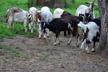 Mor kollu bir çocuk eli, benekli bir tavşanı tel örgülerin içinden yaprakla besliyor. Tatlı çiftlik anı hayvanlarla nazik etkileşim ve sevgi gösteriyor.