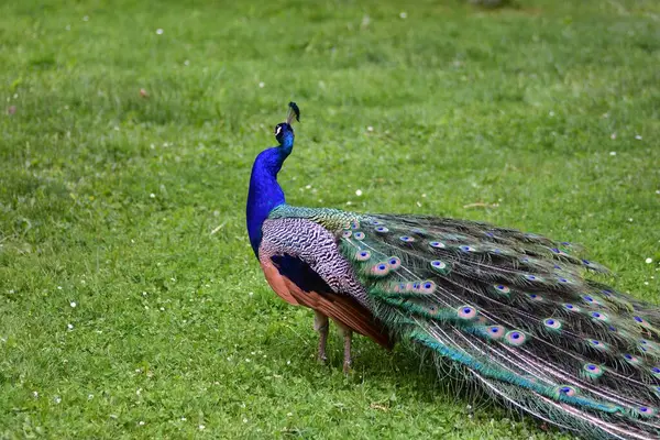 Yanardöner mavi ve yeşil tüylü canlı erkek tavus kuşu çimlerin üzerinde duruyor ve güzel uzun kuyruk tüylerini sergiliyor. Bahçedeki güzellik, gurur ve egzotik yaban hayatının sembolü..