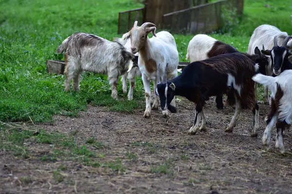 Mor kollu bir çocuk eli, benekli bir tavşanı tel örgülerin içinden yaprakla besliyor. Tatlı çiftlik anı hayvanlarla nazik etkileşim ve sevgi gösteriyor.