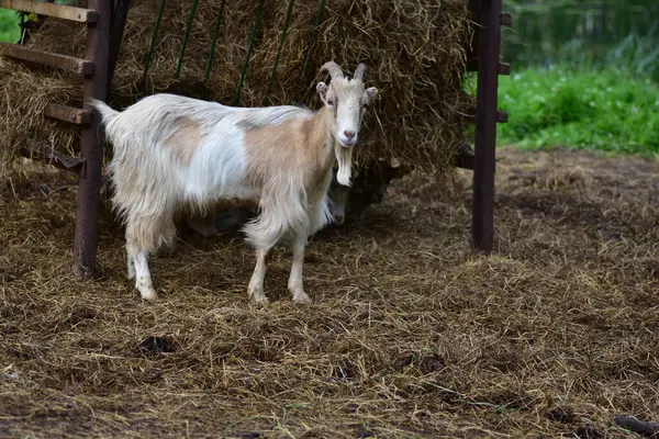 Çiftlikte samanlığın yanında duran tek bir keçi doğrudan kameraya bakıyor. Kırsal çekiciliği, doğal hayvan davranışlarını ve kırsal alandaki çiftlik yaşamının basitliğini yakalar..