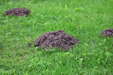 Yeşil çimenlikteki taze köstebek tepeciği, çimenle çelişen koyu toprak yığınının yakın görüntüsü. Bahçe haşereleri, toprak sağlığı, doğal yeraltı hayvan aktiviteleri ve bahçe işleri sorunları kavramı.