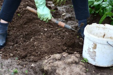 Bahçedeki toprağı işlemek için beyaz kovanın yanındaki çapayı kullanan eldivenli ellerin yakın çekimi. Elle bahçıvanlık, tarım, sağlıklı yaşam tarzı ve organik gıda yetiştirme kavramı..