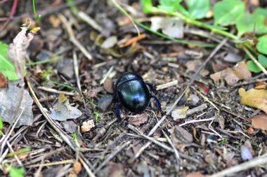 Yapraklar ve dallar arasında orman zemininde parlayan siyah böceğin yakın çekimi. Makro görünüm, böcek çeşitliliğini ve doğanın küçük harikalarını vurgulayarak dokuyu, detayları ve doğal ortamı ön plana çıkarır..