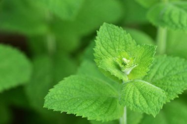 Keskin odaklı yeşil yapraklı nane bitkisinin yakın çekimi. Yaz bahçesinde taze bitkisel yapraklar doğal dokular ve canlı renkler sergiliyor..